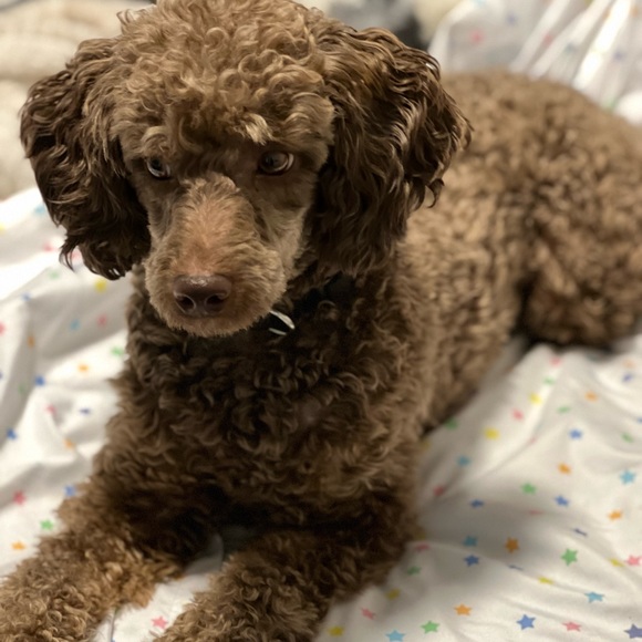 Ladies longer tunic top,My Style X-LARGE - Picture 4 of 7